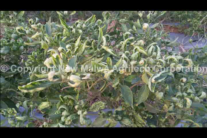 virucidal effect of neem on leaf curl virus in plants in india